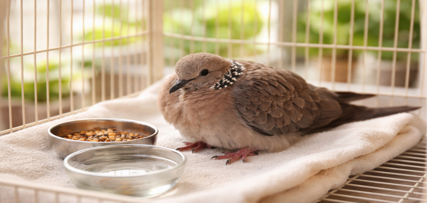 ঘুঘু পাখি অসুস্থ.png