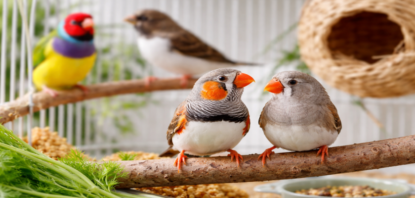 ফিঞ্চ পাখি পালন পদ্ধতি.png