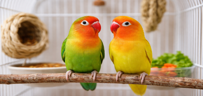 লাভ বার্ড পাখি পালন.png