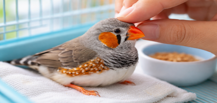 ফিঞ্চ পাখি অসুস্থ.png